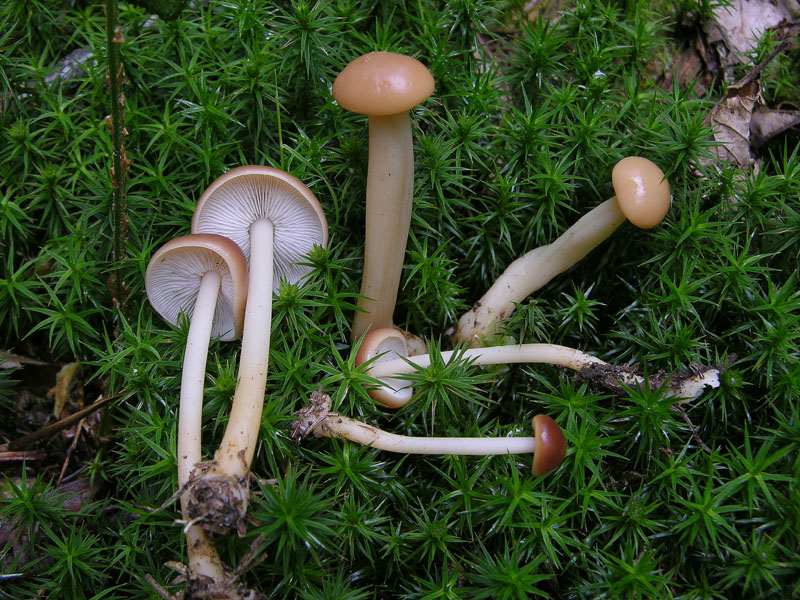 Eccoli i funghi.......